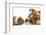 Bulldog Puppy, 11 Weeks, Face-To-Face with Guinea Pig-Mark Taylor-Framed Photographic Print