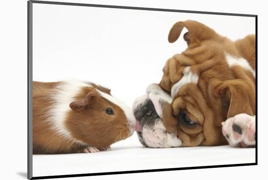 Bulldog Puppy, 11 Weeks, Face-To-Face with Guinea Pig-Mark Taylor-Mounted Photographic Print