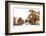 Bulldog Puppy, 11 Weeks, Face-To-Face with Guinea Pig-Mark Taylor-Framed Photographic Print