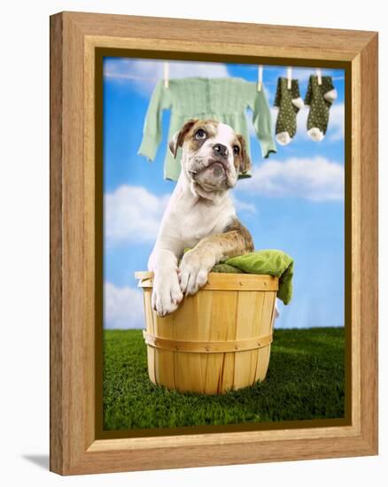 Bulldog Puppy in Laundry Basket-Lew Robertson-Framed Premier Image Canvas