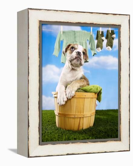 Bulldog Puppy in Laundry Basket-Lew Robertson-Framed Premier Image Canvas