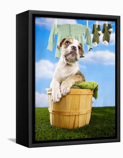 Bulldog Puppy in Laundry Basket-Lew Robertson-Framed Premier Image Canvas