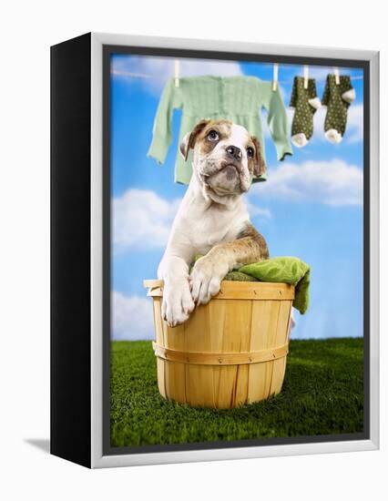 Bulldog Puppy in Laundry Basket-Lew Robertson-Framed Premier Image Canvas