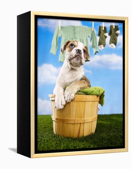 Bulldog Puppy in Laundry Basket-Lew Robertson-Framed Premier Image Canvas