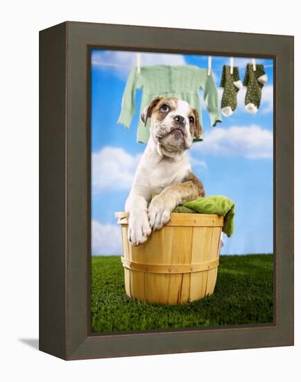 Bulldog Puppy in Laundry Basket-Lew Robertson-Framed Premier Image Canvas