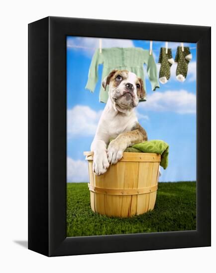 Bulldog Puppy in Laundry Basket-Lew Robertson-Framed Premier Image Canvas