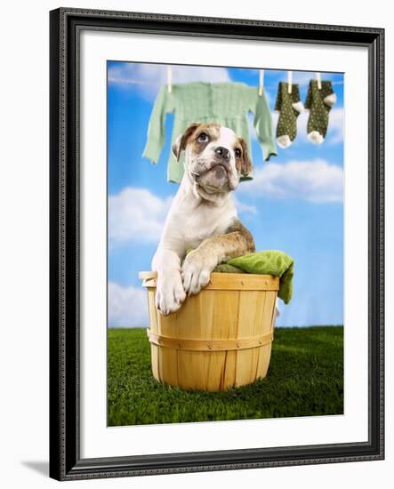 Bulldog Puppy in Laundry Basket-Lew Robertson-Framed Photographic Print