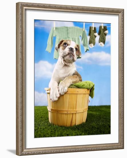 Bulldog Puppy in Laundry Basket-Lew Robertson-Framed Photographic Print