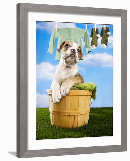 Bulldog Puppy in Laundry Basket-Lew Robertson-Framed Photographic Print