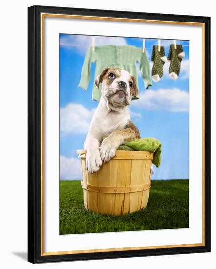 Bulldog Puppy in Laundry Basket-Lew Robertson-Framed Photographic Print