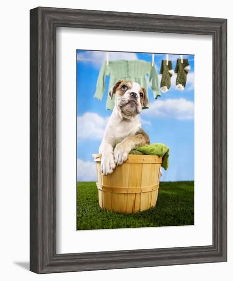 Bulldog Puppy in Laundry Basket-Lew Robertson-Framed Photographic Print