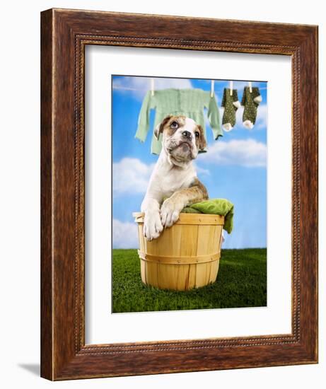 Bulldog Puppy in Laundry Basket-Lew Robertson-Framed Photographic Print