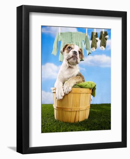 Bulldog Puppy in Laundry Basket-Lew Robertson-Framed Photographic Print