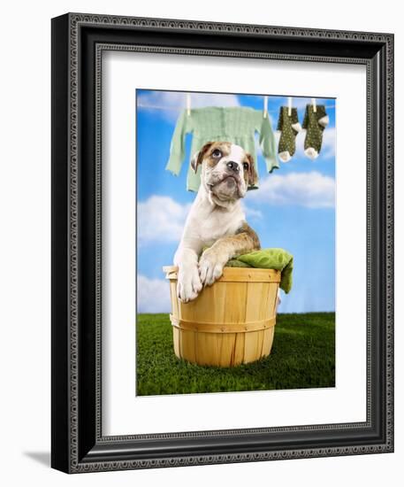 Bulldog Puppy in Laundry Basket-Lew Robertson-Framed Photographic Print