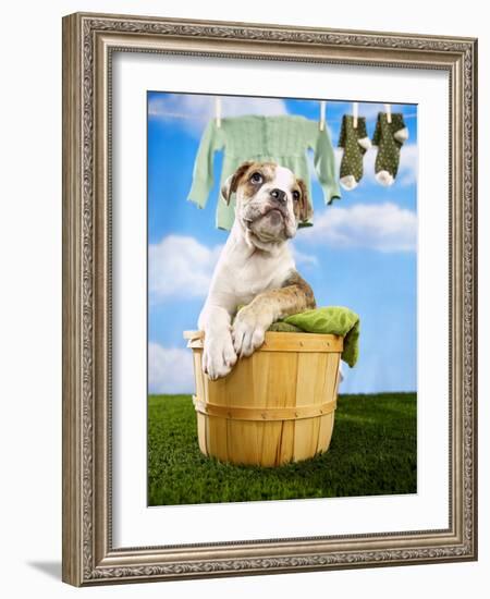 Bulldog Puppy in Laundry Basket-Lew Robertson-Framed Photographic Print