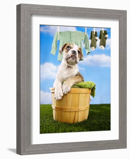 Bulldog Puppy in Laundry Basket-Lew Robertson-Framed Photographic Print