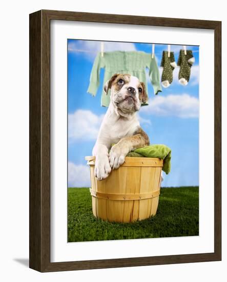 Bulldog Puppy in Laundry Basket-Lew Robertson-Framed Photographic Print