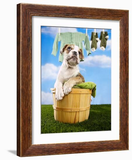 Bulldog Puppy in Laundry Basket-Lew Robertson-Framed Photographic Print