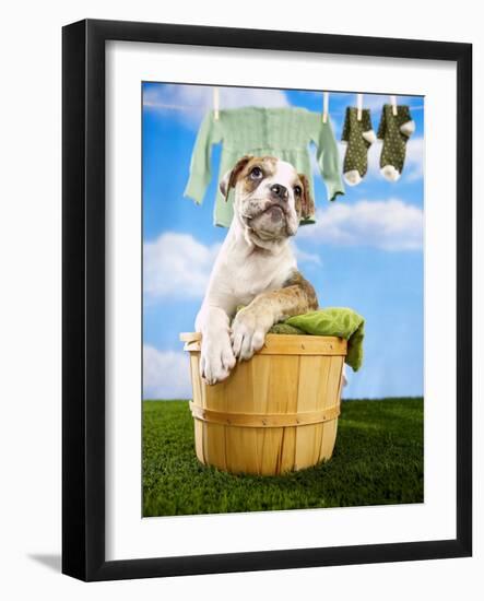 Bulldog Puppy in Laundry Basket-Lew Robertson-Framed Photographic Print