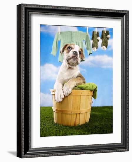 Bulldog Puppy in Laundry Basket-Lew Robertson-Framed Photographic Print