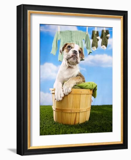 Bulldog Puppy in Laundry Basket-Lew Robertson-Framed Photographic Print