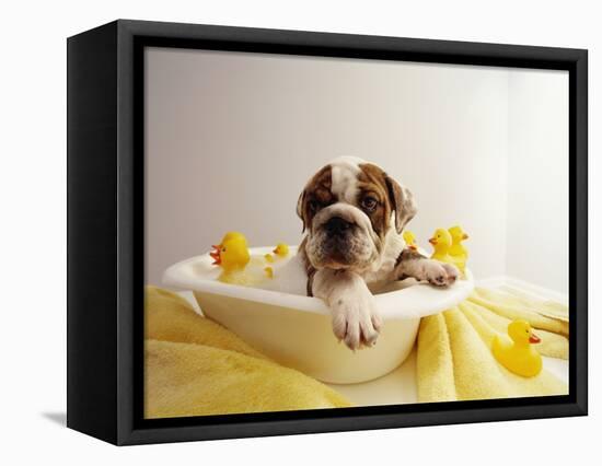 Bulldog Puppy in Miniature Bathtub-Larry Williams-Framed Premier Image Canvas