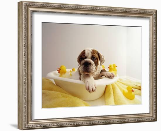 Bulldog Puppy in Miniature Bathtub-Larry Williams-Framed Photographic Print