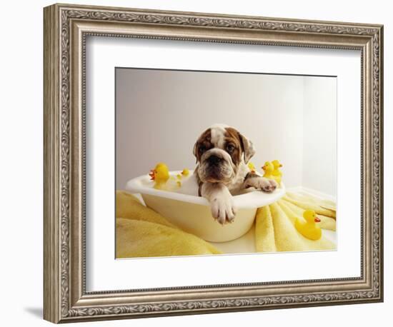 Bulldog Puppy in Miniature Bathtub-Larry Williams-Framed Photographic Print