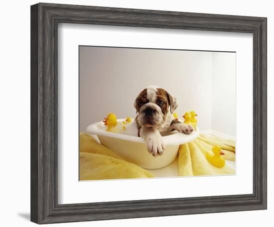 Bulldog Puppy in Miniature Bathtub-Larry Williams-Framed Photographic Print