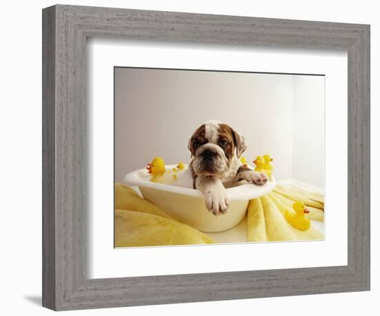 Bulldog Puppy in Miniature Bathtub-Larry Williams-Framed Photographic Print