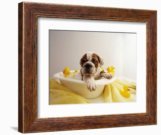 Bulldog Puppy in Miniature Bathtub-Larry Williams-Framed Photographic Print