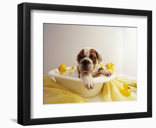 Bulldog Puppy in Miniature Bathtub-Larry Williams-Framed Photographic Print