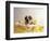 Bulldog Puppy in Miniature Bathtub-Larry Williams-Framed Photographic Print