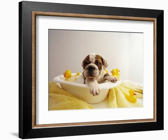 Bulldog Puppy in Miniature Bathtub-Larry Williams-Framed Photographic Print