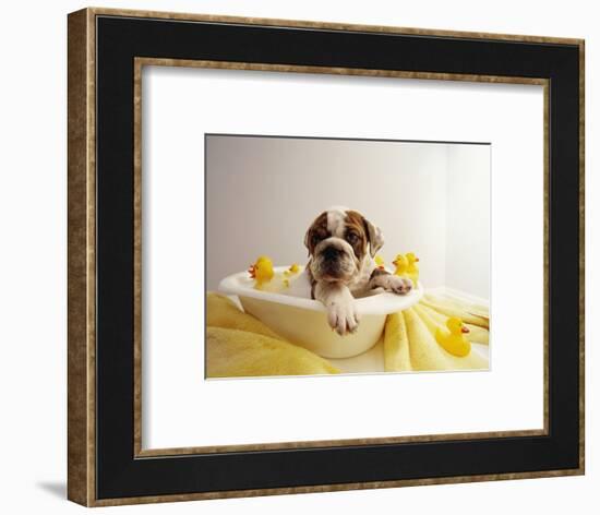 Bulldog Puppy in Miniature Bathtub-Larry Williams-Framed Photographic Print