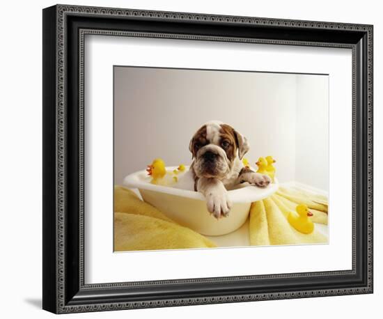 Bulldog Puppy in Miniature Bathtub-Larry Williams-Framed Photographic Print