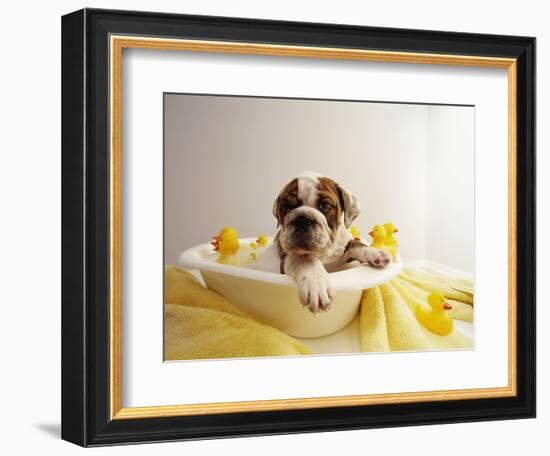 Bulldog Puppy in Miniature Bathtub-Larry Williams-Framed Photographic Print