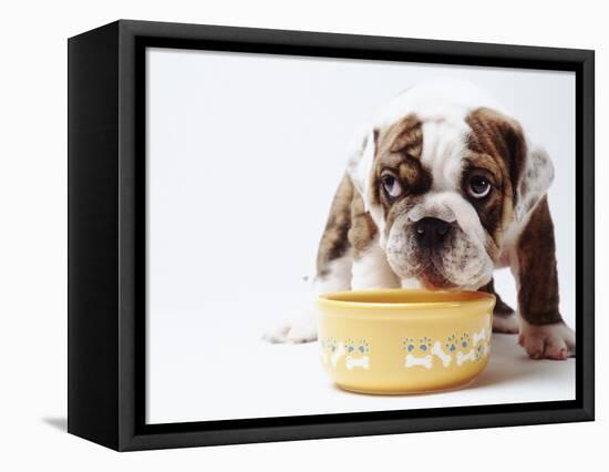 Bulldog Puppy Looking Up From His Bowl-Larry Williams-Framed Premier Image Canvas