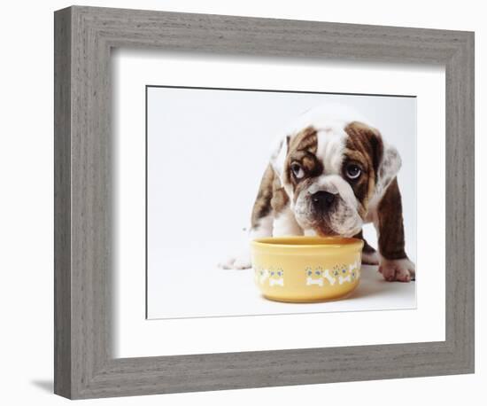 Bulldog Puppy Looking Up From His Bowl-Larry Williams-Framed Photographic Print