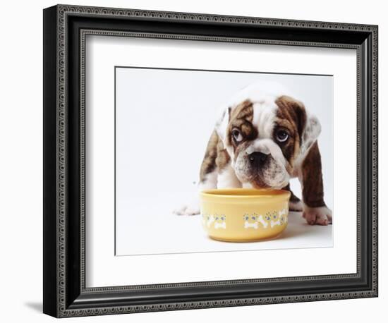 Bulldog Puppy Looking Up From His Bowl-Larry Williams-Framed Photographic Print