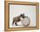 Bulldog Puppy Playing with Metal Sphere-Larry Williams-Framed Premier Image Canvas