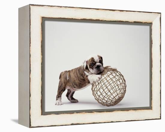 Bulldog Puppy Playing with Metal Sphere-Larry Williams-Framed Premier Image Canvas