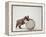 Bulldog Puppy Playing with Metal Sphere-Larry Williams-Framed Premier Image Canvas