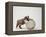 Bulldog Puppy Playing with Metal Sphere-Larry Williams-Framed Premier Image Canvas