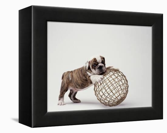 Bulldog Puppy Playing with Metal Sphere-Larry Williams-Framed Premier Image Canvas