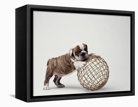 Bulldog Puppy Playing with Metal Sphere-Larry Williams-Framed Premier Image Canvas