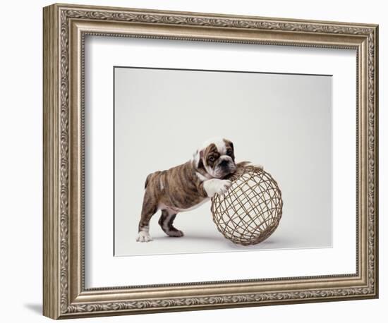 Bulldog Puppy Playing with Metal Sphere-Larry Williams-Framed Photographic Print