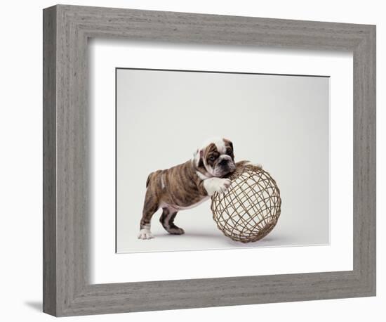 Bulldog Puppy Playing with Metal Sphere-Larry Williams-Framed Photographic Print