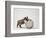 Bulldog Puppy Playing with Metal Sphere-Larry Williams-Framed Photographic Print