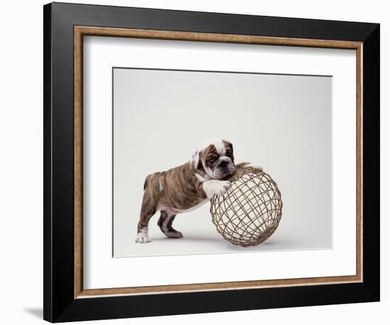 Bulldog Puppy Playing with Metal Sphere-Larry Williams-Framed Photographic Print